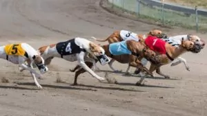 ¿Trucos para apostar a los galgos?